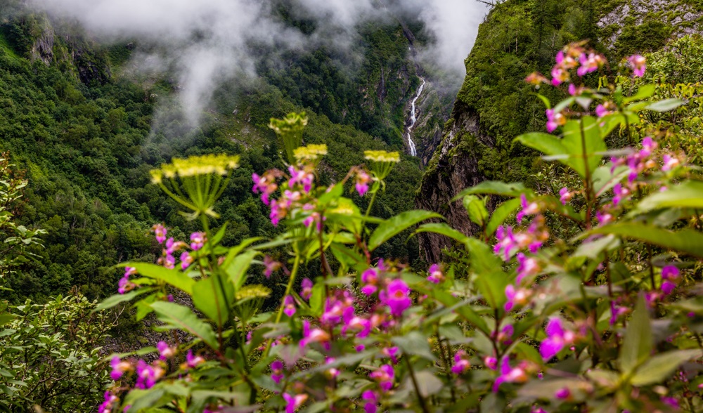 Beautiful Trek in Uttarakhand called Valley of Flowers in Himalayas, Nanda Devi biosphere national park, amazing landscape, mountains, hills, foggy, misty, rain, monsoons, colorful flowers, wallpaper